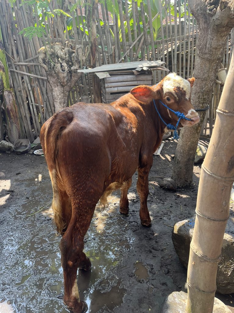 anakan sapi simental