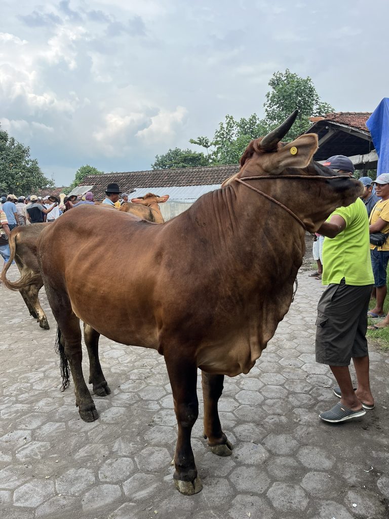 sapi qurban kandang ternak andharma dwi nusantara