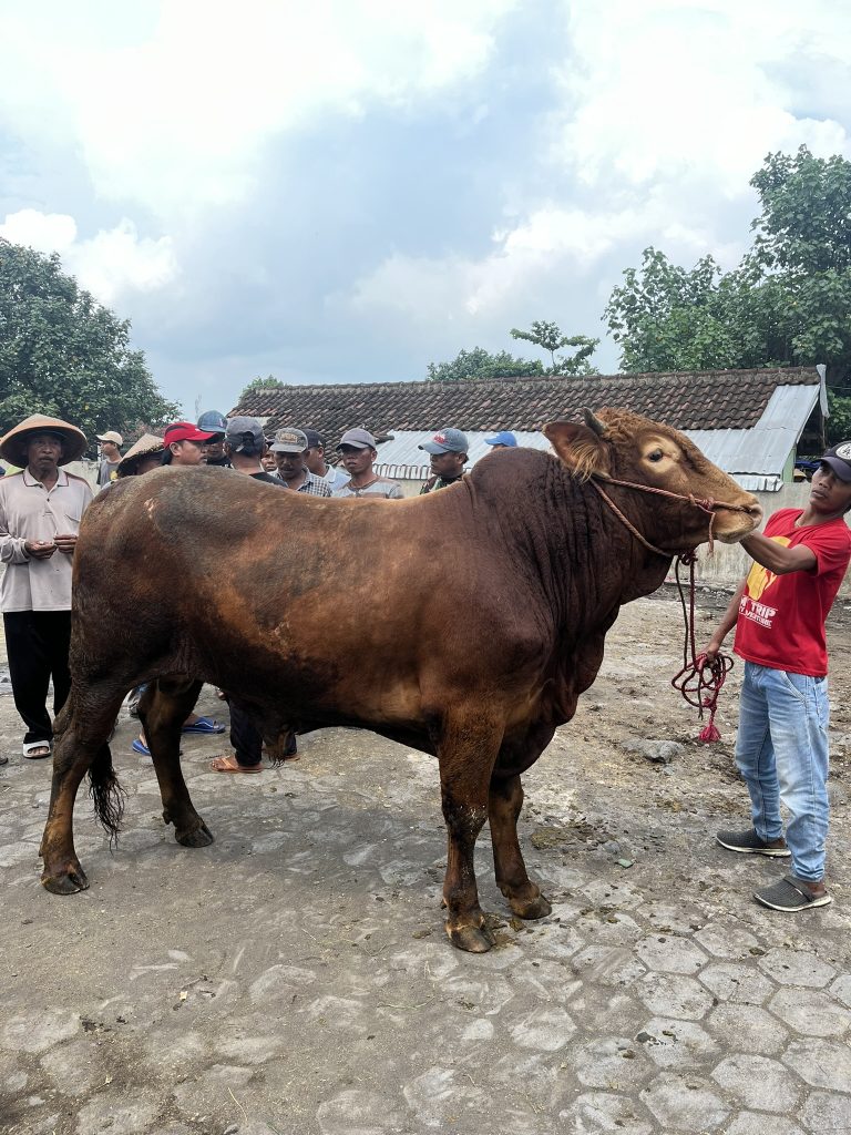 sapi limosin kandang ternak andharwa dwi nusantara