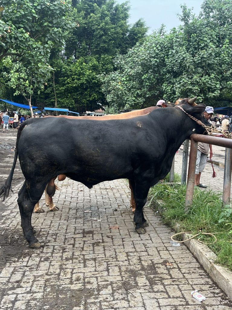 sapi brangus kandang ternak andharma dwi nusantara