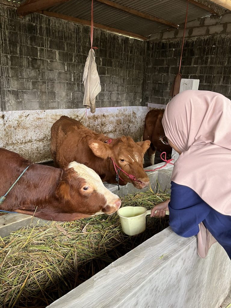 sapi simental kandang ternak andharma dwi nusantara