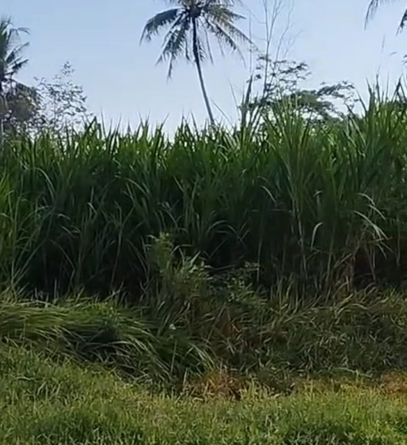 rumput biovitas kandang ternak andharma dwi nusantara