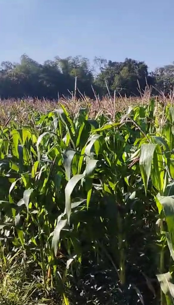 silase tebon jagung kandang ternak andharma dwi nusantara