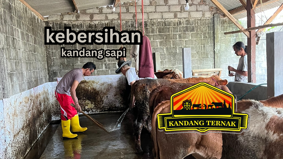 kebersihan kandang sapi