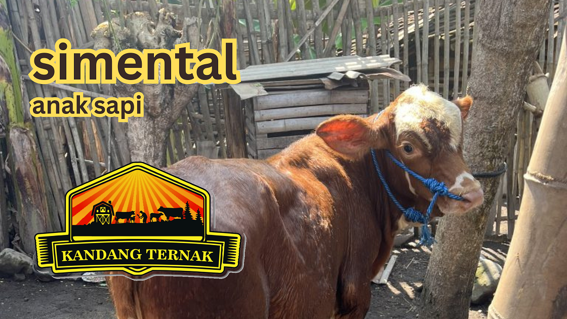 kebutuhan anak sapi simental