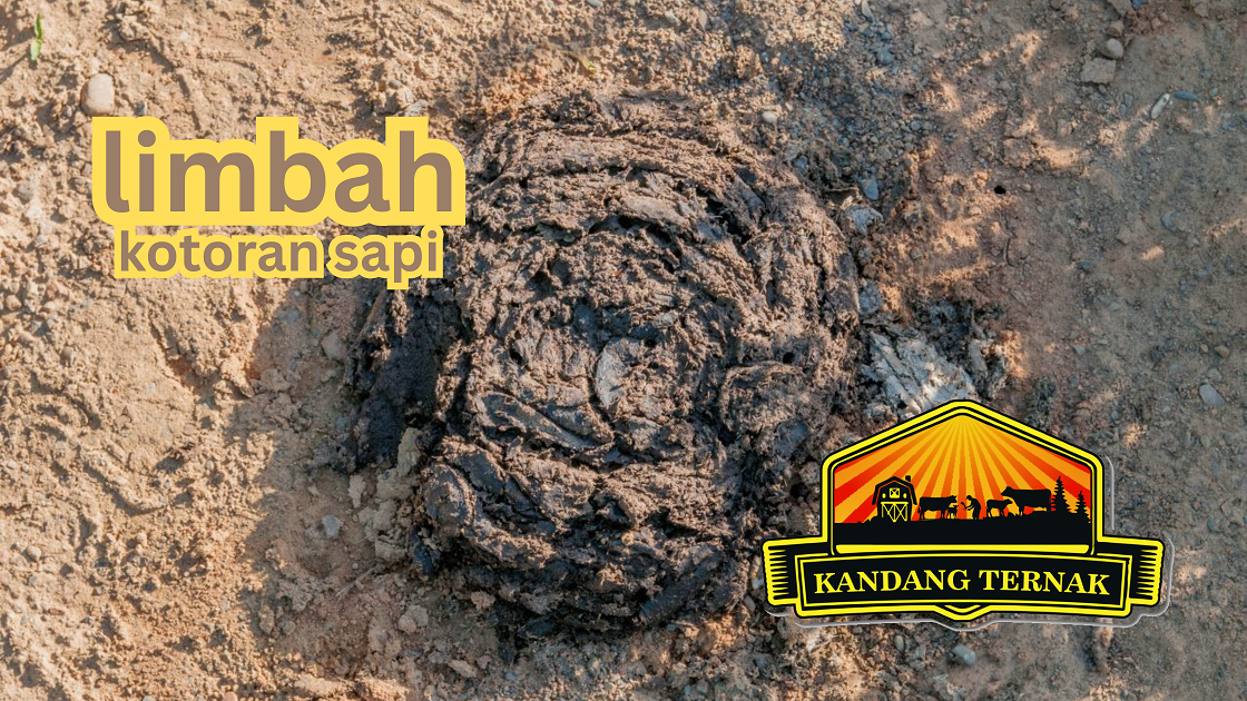 limbah kotoran sapi