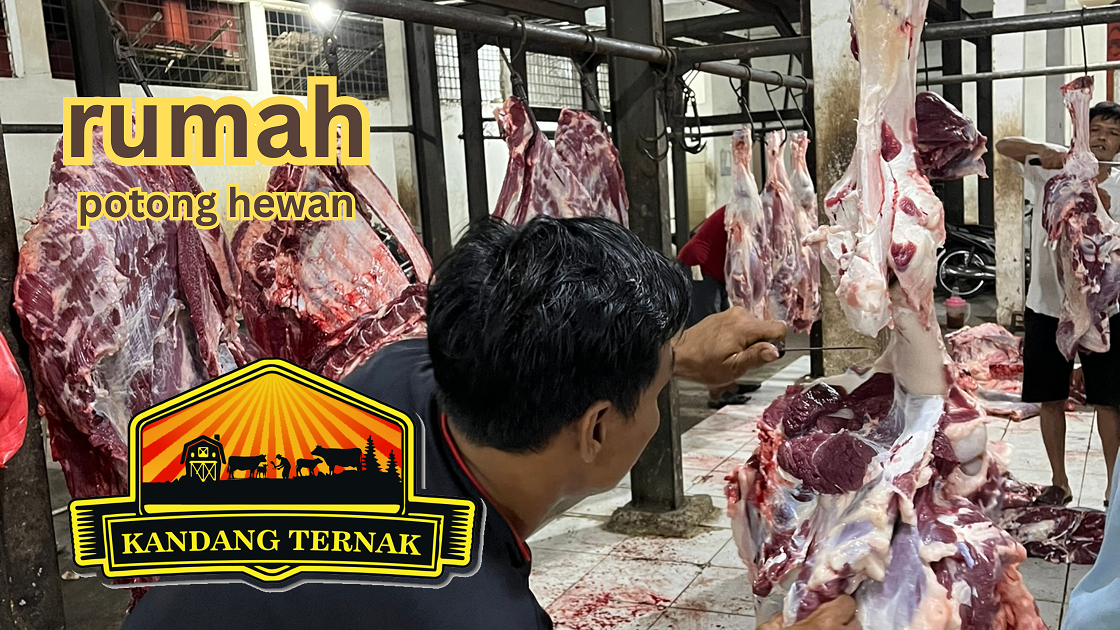 rph rumah potong hewan