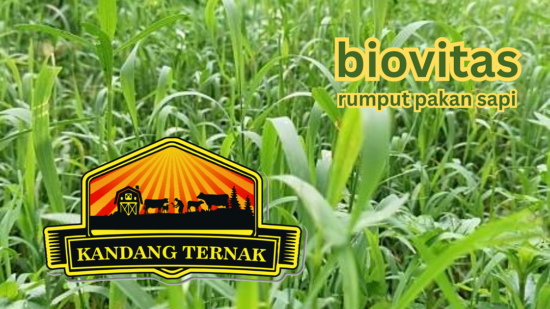 rumput biovitas