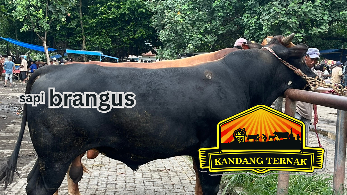 sapi brangus