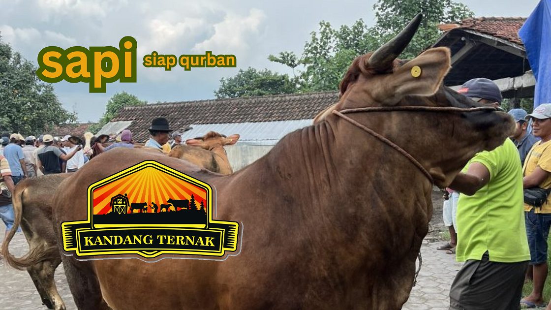 sapi siap qurban